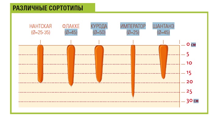 Интенсивная технология выращивания моркови столовой